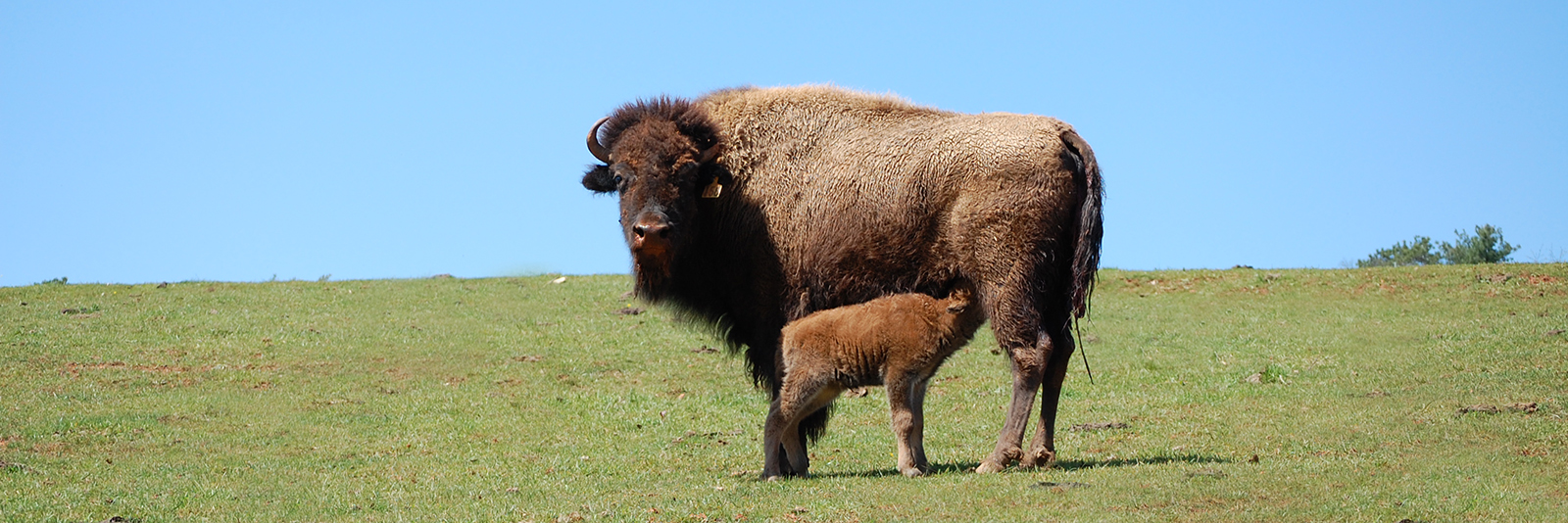 Mom and Baby Bison