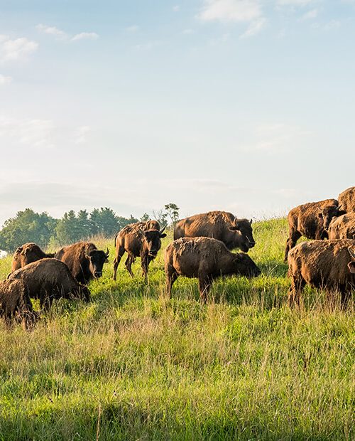 About DK Farms 1 (1)